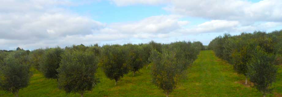 Olive trees fruiting